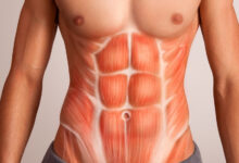 Photo of Анатомия мышц живота